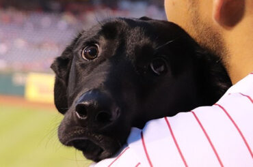 Notre cadeau à vous: #BaseballDogs. ...