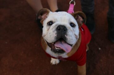 12/10 serait boop sans fin. #BaseballDogs ...