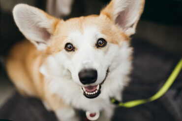 Parfois, il suffit de faire des choses.
Et nous avons besoin de caresser ces #BaseballDogs ....