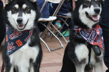 Le meilleur type de chien est #BaseballDogs. ...