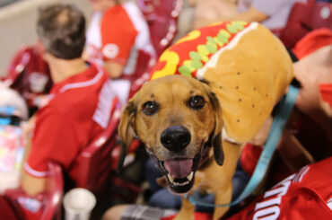 Le baseball est meilleur avec #BaseballDogs ....