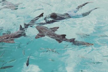 @ sirdidig18 nage avec les requins. Sans peur. #NoOffseason.
(Via: @ sirdidig18) ...