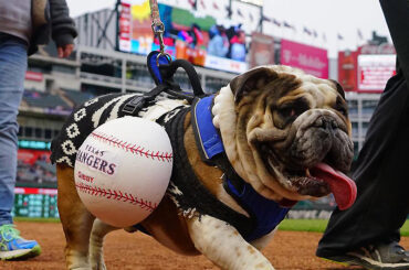 Nous avons un régal pour vous: les premiers #BaseballDogs de 2018. ...