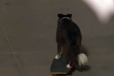 Ce que nous aimons: #BaseballDogs
Ce que nous aimons encore plus: #Baseballdogs ...