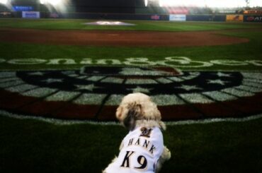 Hank est prêt pour son premier @Brewers #OpeningDay au parc Miller. #BallparkPup ...