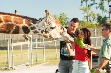 C'est Giancarlo Stanton et une vraie girafe vivante. #OffTheBat devient sauvage dimanche ...