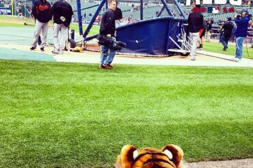 Les @tigers sont prêts à bondir. #Postaison ...