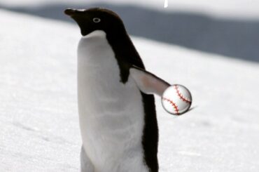 Le temps froid n'a jamais empêché un pingouin de jouer au baseball. #BaseballBegins ...