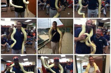 Sunshine, le python albino-birman a visité @astrosbaseball aujourd'hui. #BaseballBegin ...