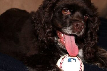  + #NationalPuppyDay ...