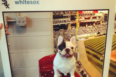 Le légendaire @manny_the_frenchie est la grande star de la @whitesox #SoxSocial lo ...