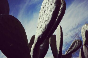 C'est pourquoi ils l'appellent la #CactusLeague ....