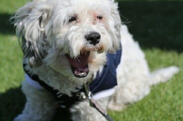 C’est officiel: Hank the #BallparkPup a fait la liste des @brewers ...