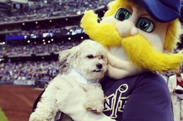 Bernie a un nouvel ami - #ballparkpup. #ouverture