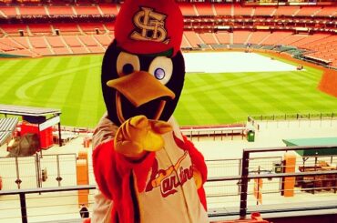 Fredbird est prêt pour le #OpeningDay à St. Louis ....