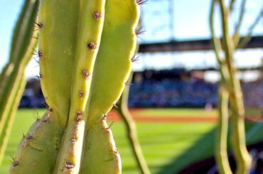 Cactus. Ligue. #Entraînement de printemps...