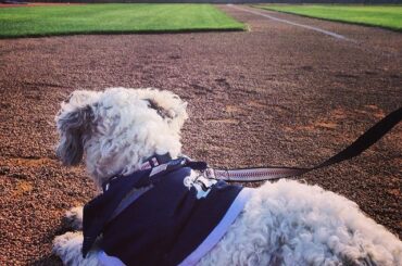 Vous n'êtes pas le seul à aimer #SpringTraining. #ballparkpup ...
