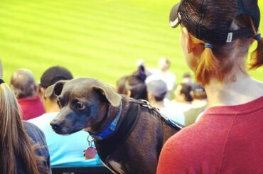 Après-midi de chien dans le désert. #dbacks ...