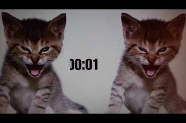 Roaring Kitty sur la blessure de Juan Soto (parodie)
