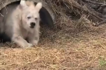 Je pleure en riant au travail