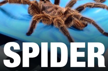 (Talkin' Yanks) La sécurité a dû retirer une araignée du casier de Cam Schlittler avant le match d'aujourd'hui