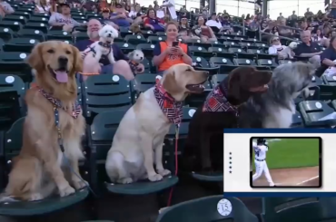 Mes deux choses préférées : Baseball & Dogs ⚾️🐶