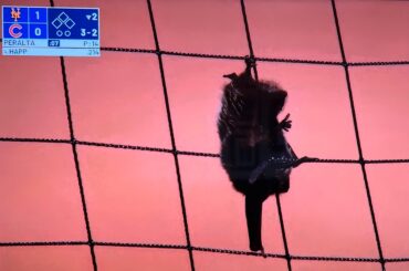 Une chauve-souris a été repérée à Wrigley Field 🦇