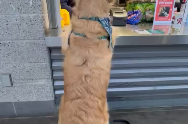 Le chien des Mariners Chase attend poliment que sa commande soit prise dans les stands de concession