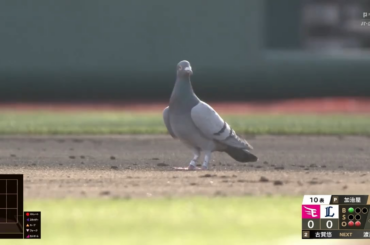 (NPB) Pigeon sur le terrain