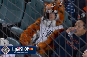 Un fan des Tigres habillé en costume de Tigre pour l'anniversaire de Paws